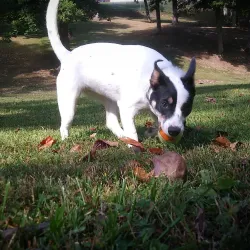 Radcliff Skate Park - Radcliff