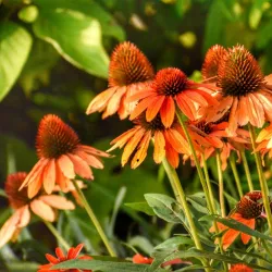 Eastern Kentucky University Arboretum - Richmond