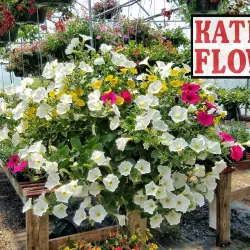 Reid's Orchard - Richmond