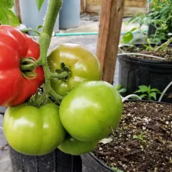 Reid's Orchard - Richmond