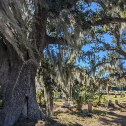 Holt Cemetery - Alexandria
