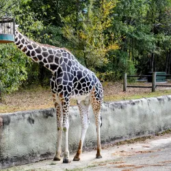 Baton Rouge Zoo - Baton Rouge
