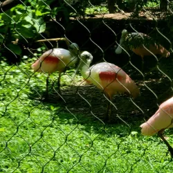 Baton Rouge Zoo - Baton Rouge