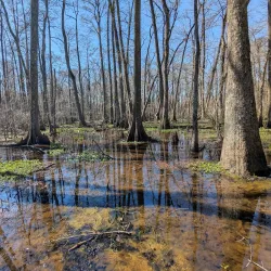 Bluebonnet Swamp Nature Center - Baton Rouge