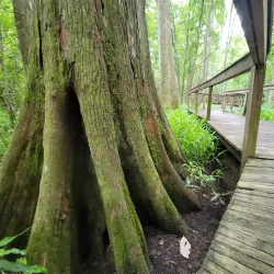 Bluebonnet Swamp Nature Center - Baton Rouge