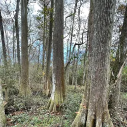 Bluebonnet Swamp Nature Center - Baton Rouge