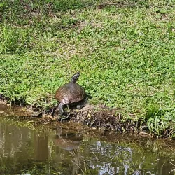 Bluebonnet Swamp Nature Center - Baton Rouge