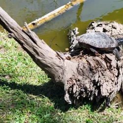 Bluebonnet Swamp Nature Center - Baton Rouge