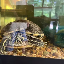 Bluebonnet Swamp Nature Center - Baton Rouge