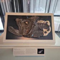 Louisiana Art & Science Museum - Baton Rouge