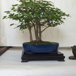 Bossier Arts Council - Bossier City