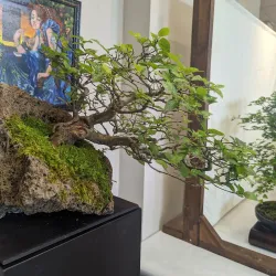 Bossier Arts Council - Bossier City