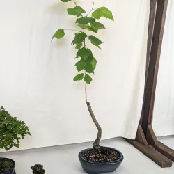 Bossier Arts Council - Bossier City