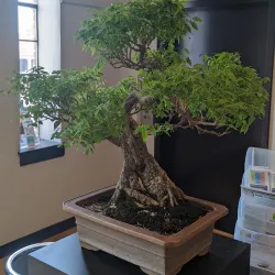 Bossier Arts Council - Bossier City