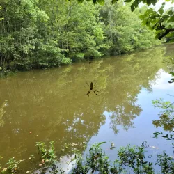 Tickfaw State Park - Hammond