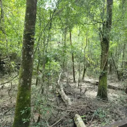 Tickfaw State Park - Hammond