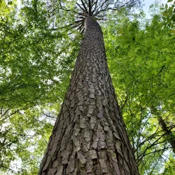 Tickfaw State Park - Hammond