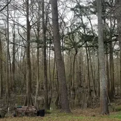 Tickfaw State Park - Hammond