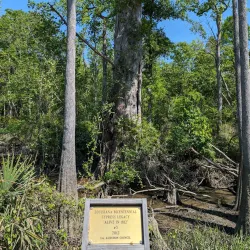 Tickfaw State Park - Hammond