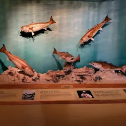 Bayou Terrebonne Waterlife Museum Nature Trail - Houma