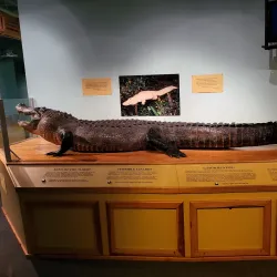 Bayou Terrebonne Waterlife Museum - Houma