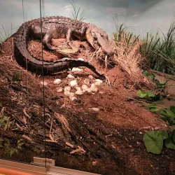Bayou Terrebonne Waterlife Museum - Houma