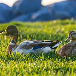 Bord du Lac Park - Lake Charles