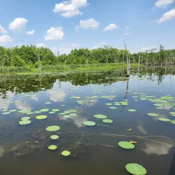 Black Bayou Lake National Wildlife Refuge - Monroe