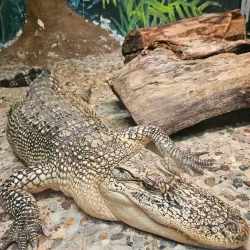 Louisiana Purchase Gardens and Zoo - Monroe