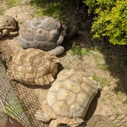 Louisiana Purchase Gardens and Zoo - Monroe