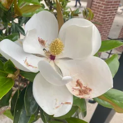 Ouachita Riverwalk - Monroe