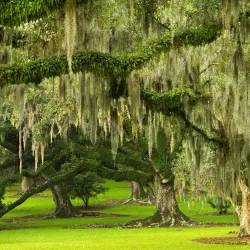 Jungle Gardens - New Iberia