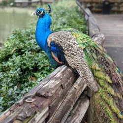 Audubon Zoo - New Orleans