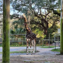 Audubon Zoo - New Orleans