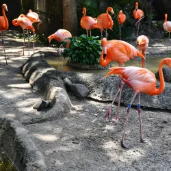 Audubon Zoo - New Orleans