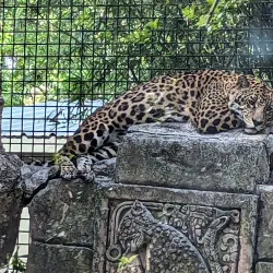 Audubon Zoo - New Orleans