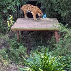 Audubon Zoo - New Orleans