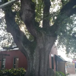 Opelousas Historic District - Opelousas