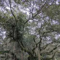 Bayou Lacombe Museum - Slidell