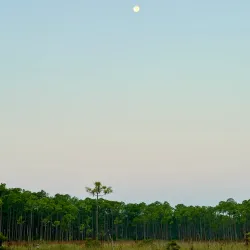 Big Branch Marsh National Wildlife Refuge - Slidell