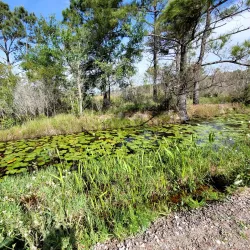 Big Branch Marsh National Wildlife Refuge - Slidell