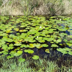 Big Branch Marsh National Wildlife Refuge - Slidell