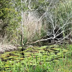Big Branch Marsh National Wildlife Refuge - Slidell