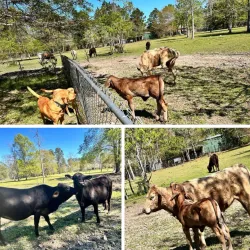 Slidell Farmers Market - Slidell