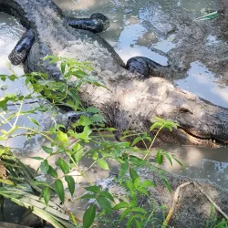 Bayou Terrebonne Waterlife Museum - Thibodaux