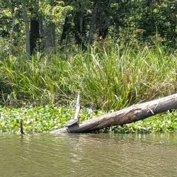 Bayou Terrebonne Waterlife Museum - Thibodaux