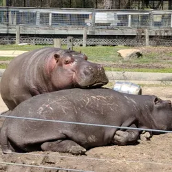 Louisiana Purchase Gardens and Zoo - West Monroe