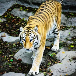 Louisiana Purchase Gardens and Zoo - West Monroe