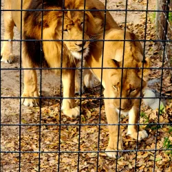 Louisiana Purchase Gardens and Zoo - West Monroe