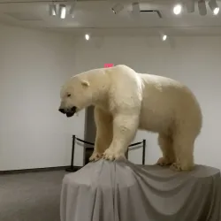 Maine State Museum - Augusta